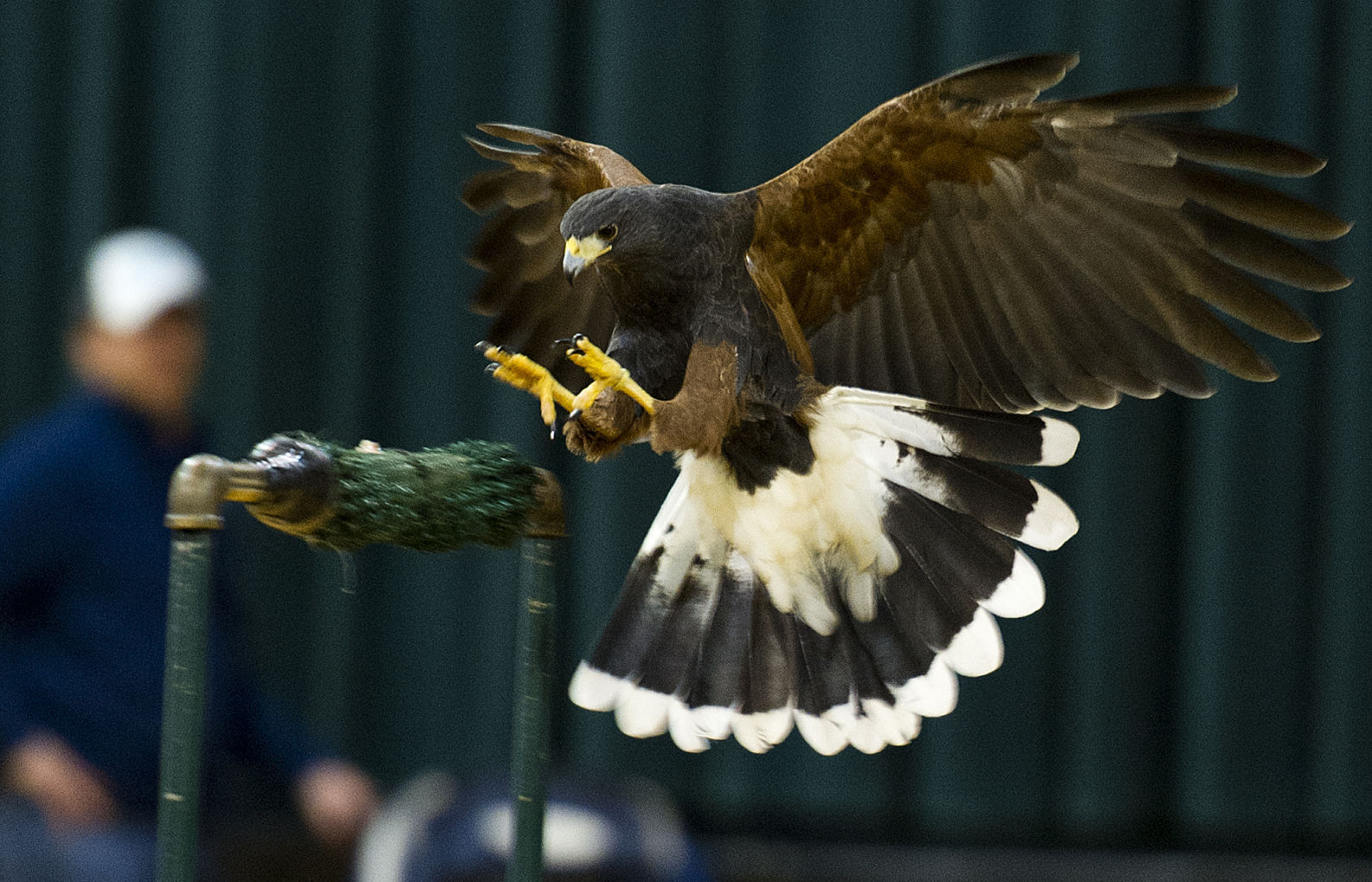 SOAR with the Eagles